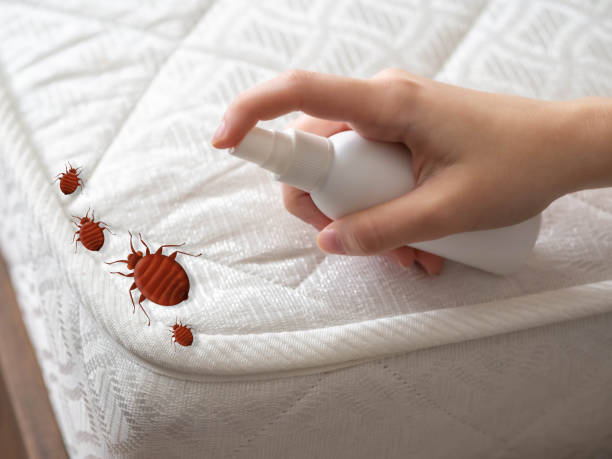 Best Pest Removal Services  in Auxvasse, MO